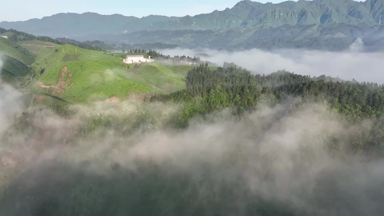 最美茶园--鹤峰木耳山茶园视频素材