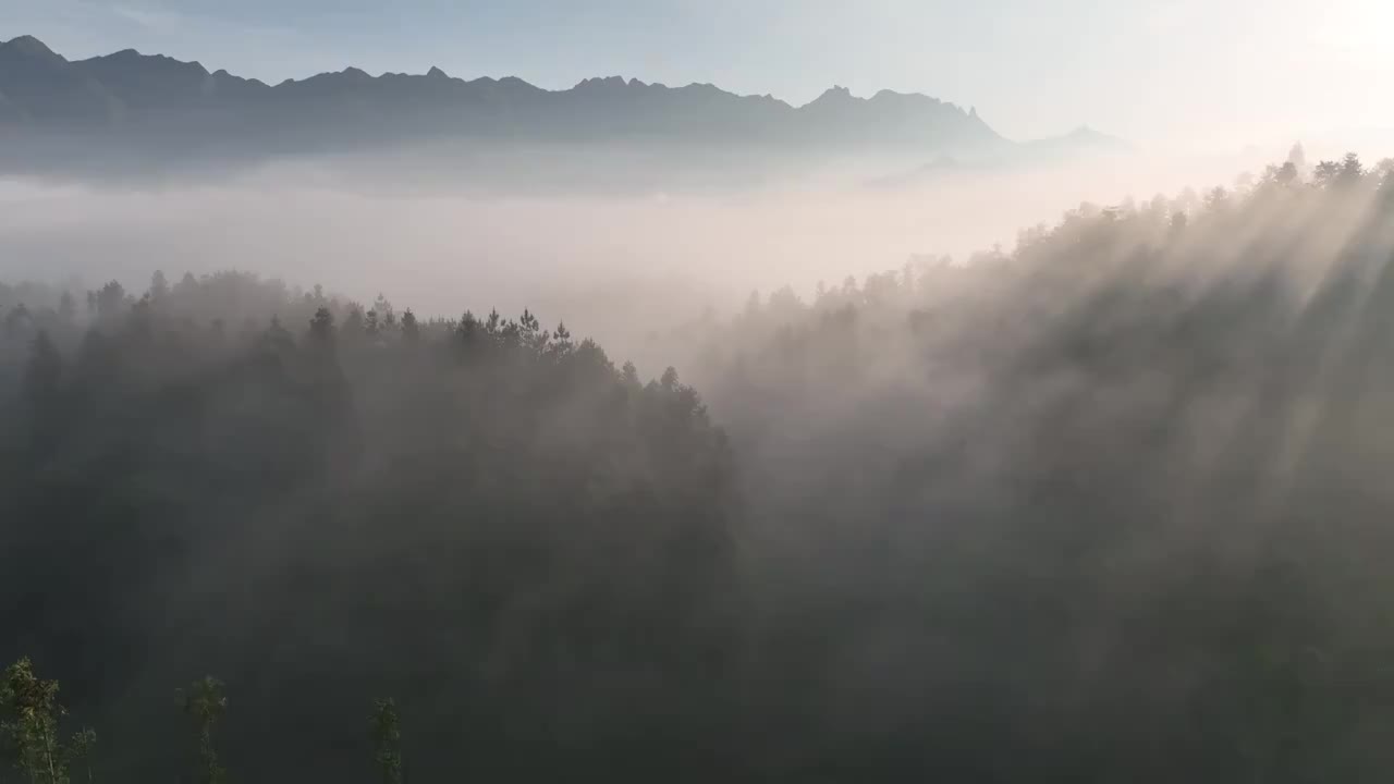 最美茶园--鹤峰木耳山茶园视频下载