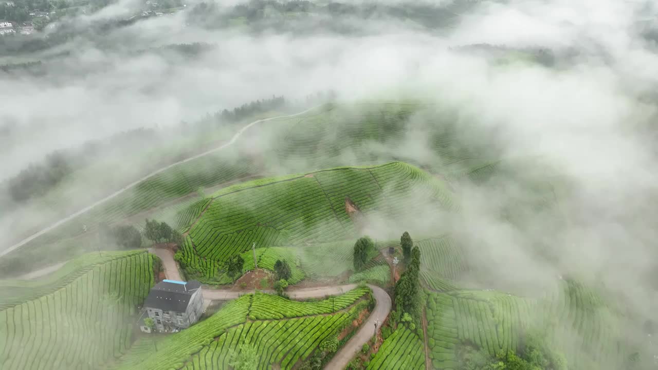 最美茶园--鹤峰木耳山茶园视频下载