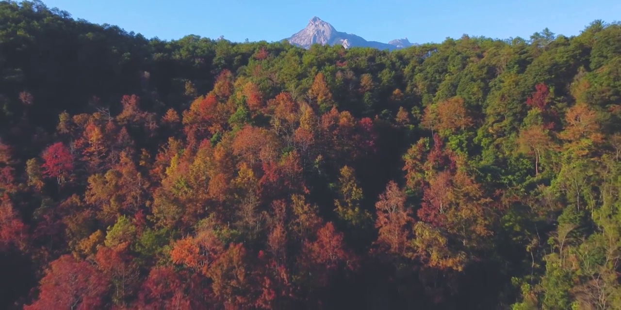 广东韶关云髻山，枫林视频素材