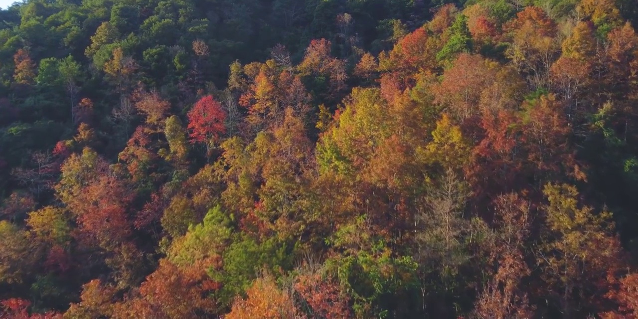 广东韶关云髻山，枫林视频素材