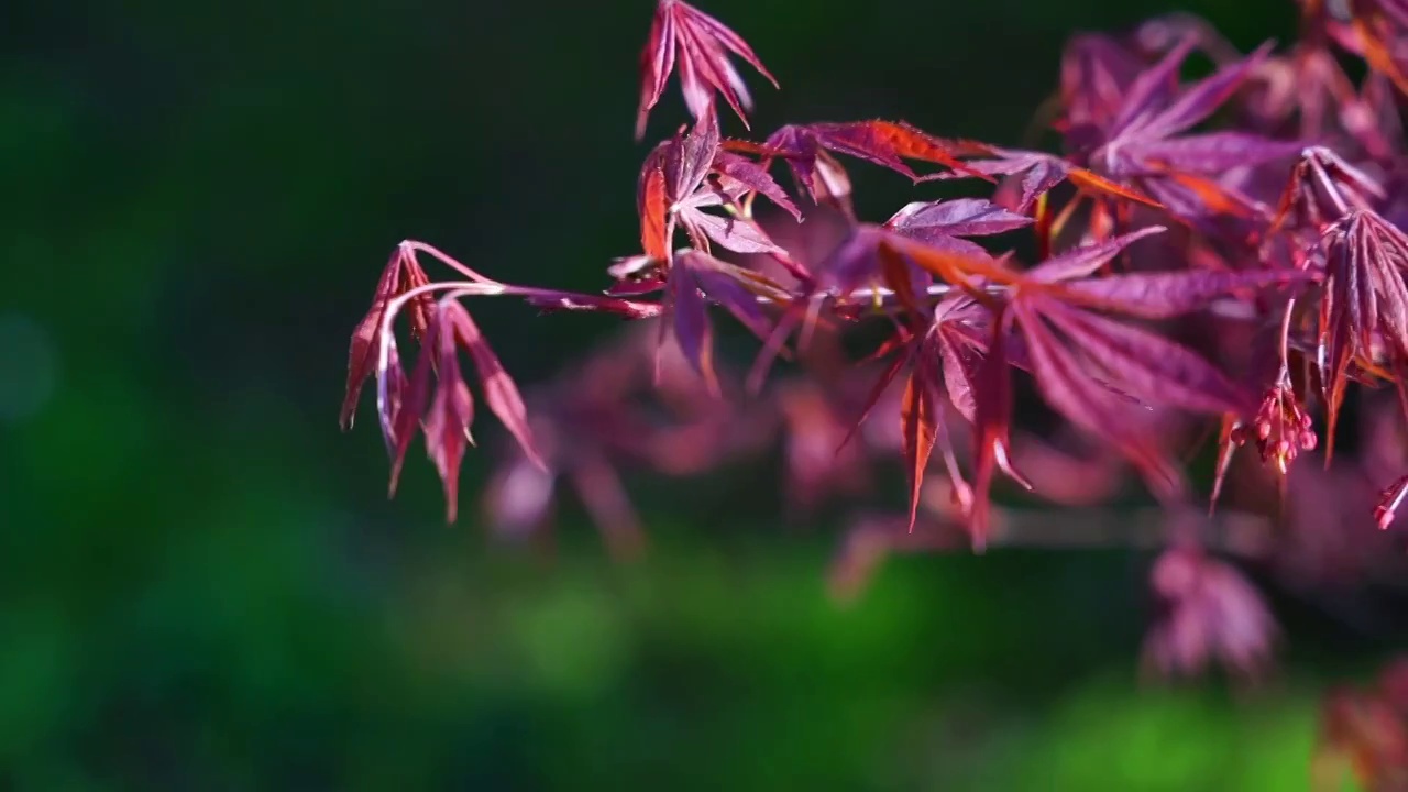 红枫视频素材