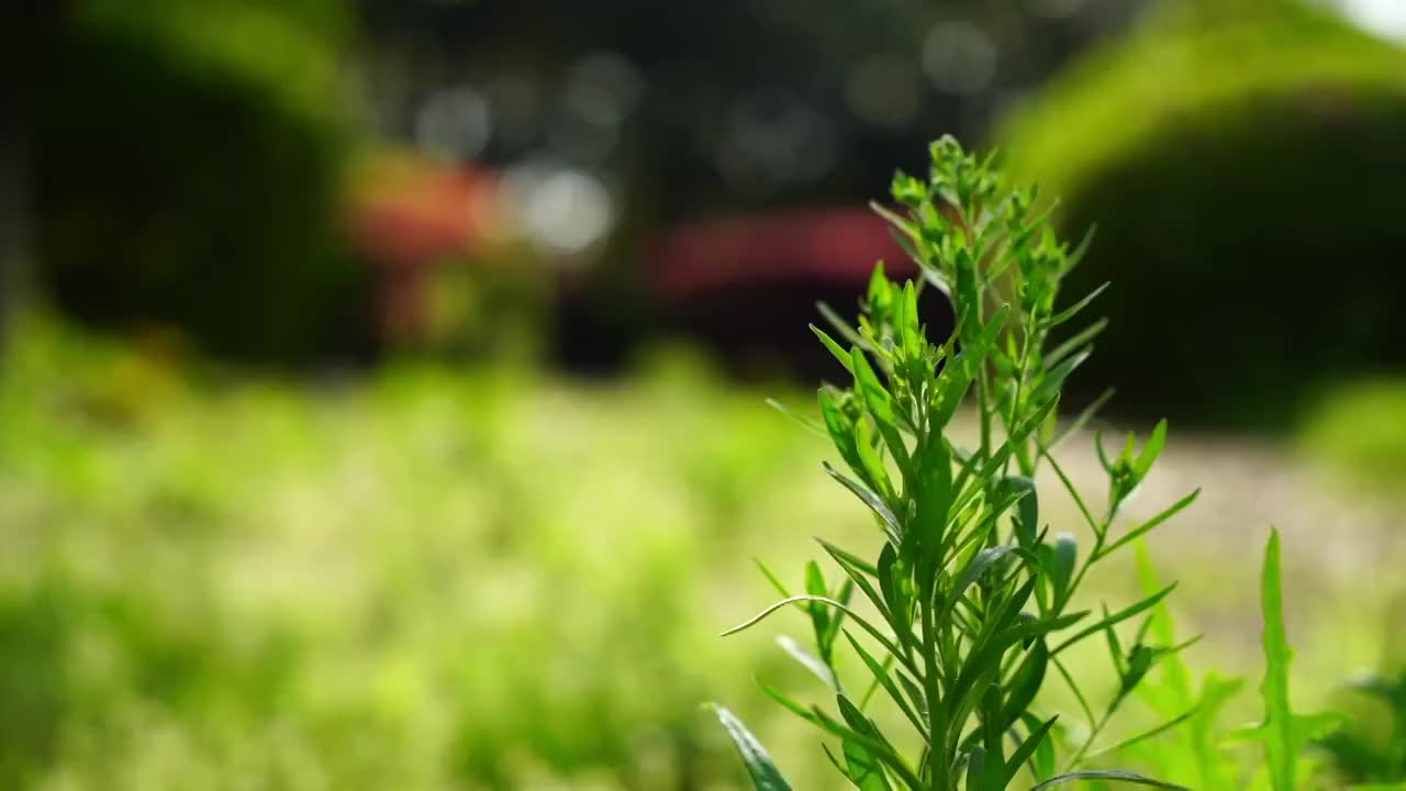 小蓬草视频下载