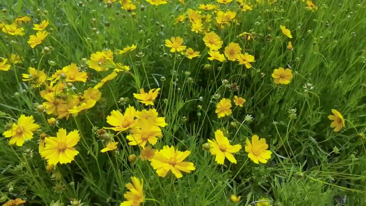 开花植物田园风光视频素材