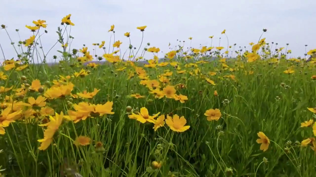 开花植物田园风光视频素材