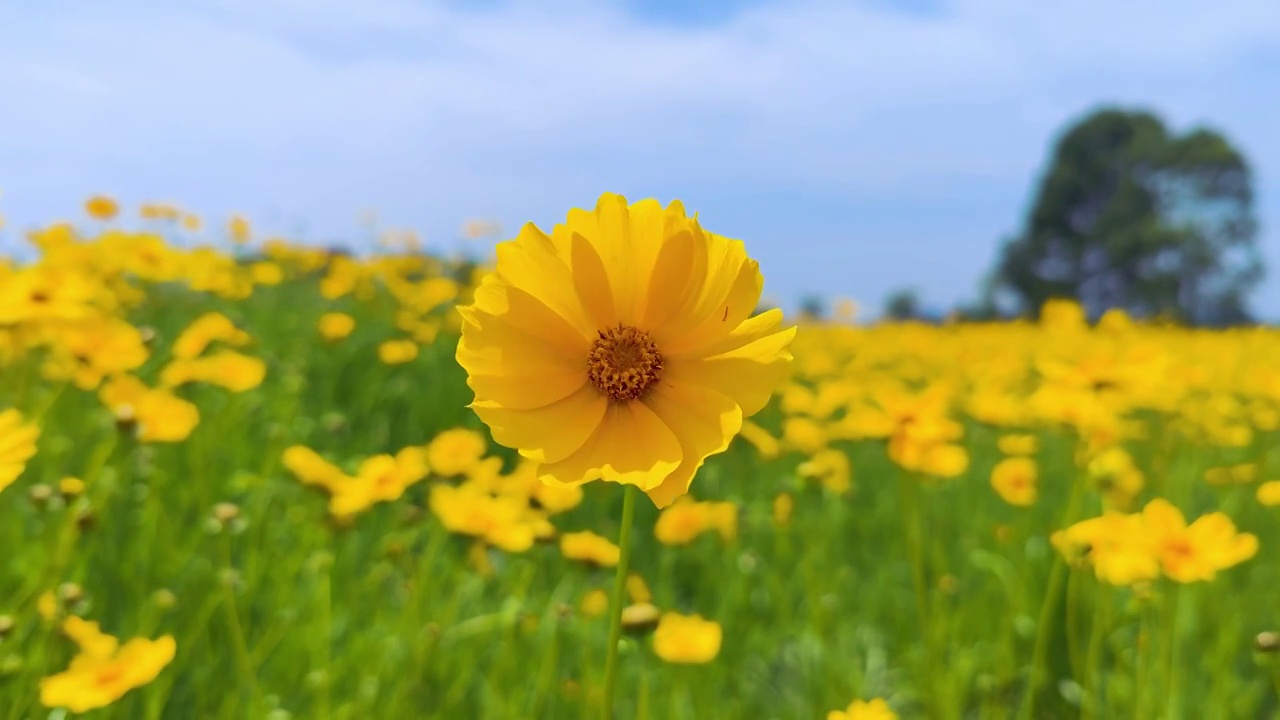 开花植物田园风光视频素材