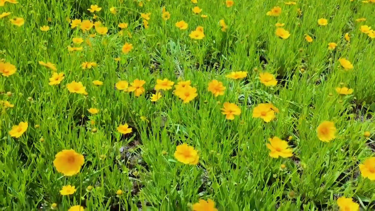 开花植物田园风光视频素材