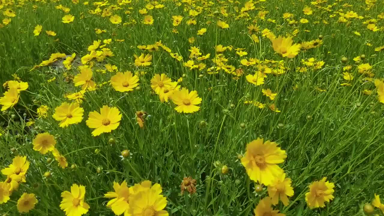 开花植物田园风光视频素材