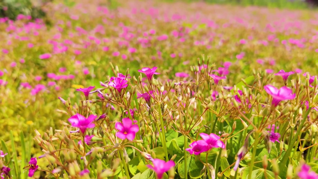 开花植物田园风光视频素材