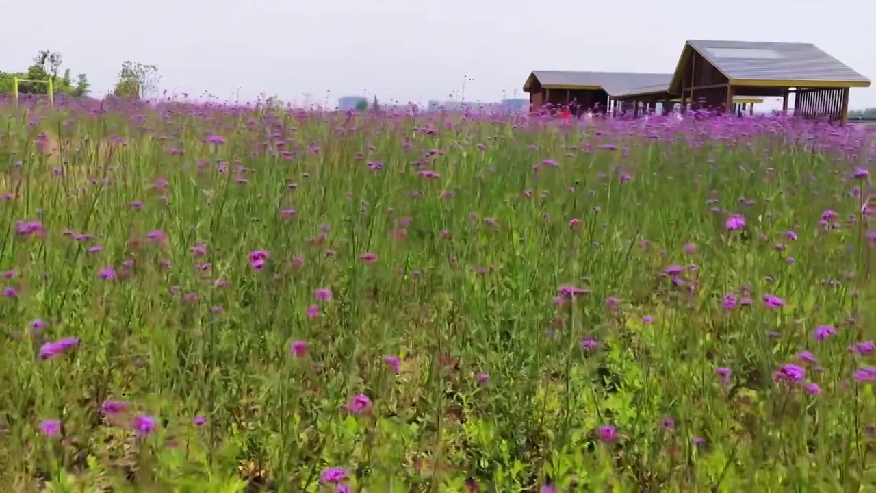 开花植物田园风光视频素材