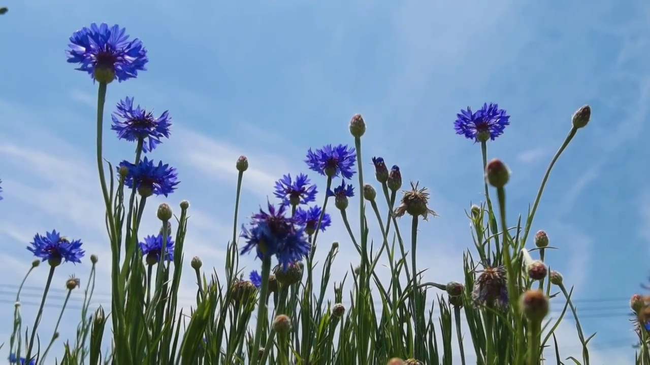 开花植物田园风光视频素材