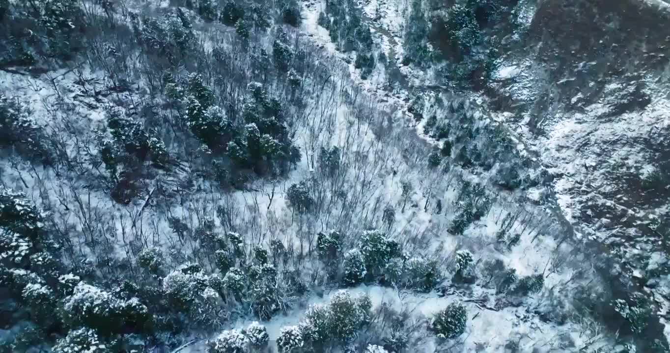 冬天白雪覆盖森林航拍视频素材