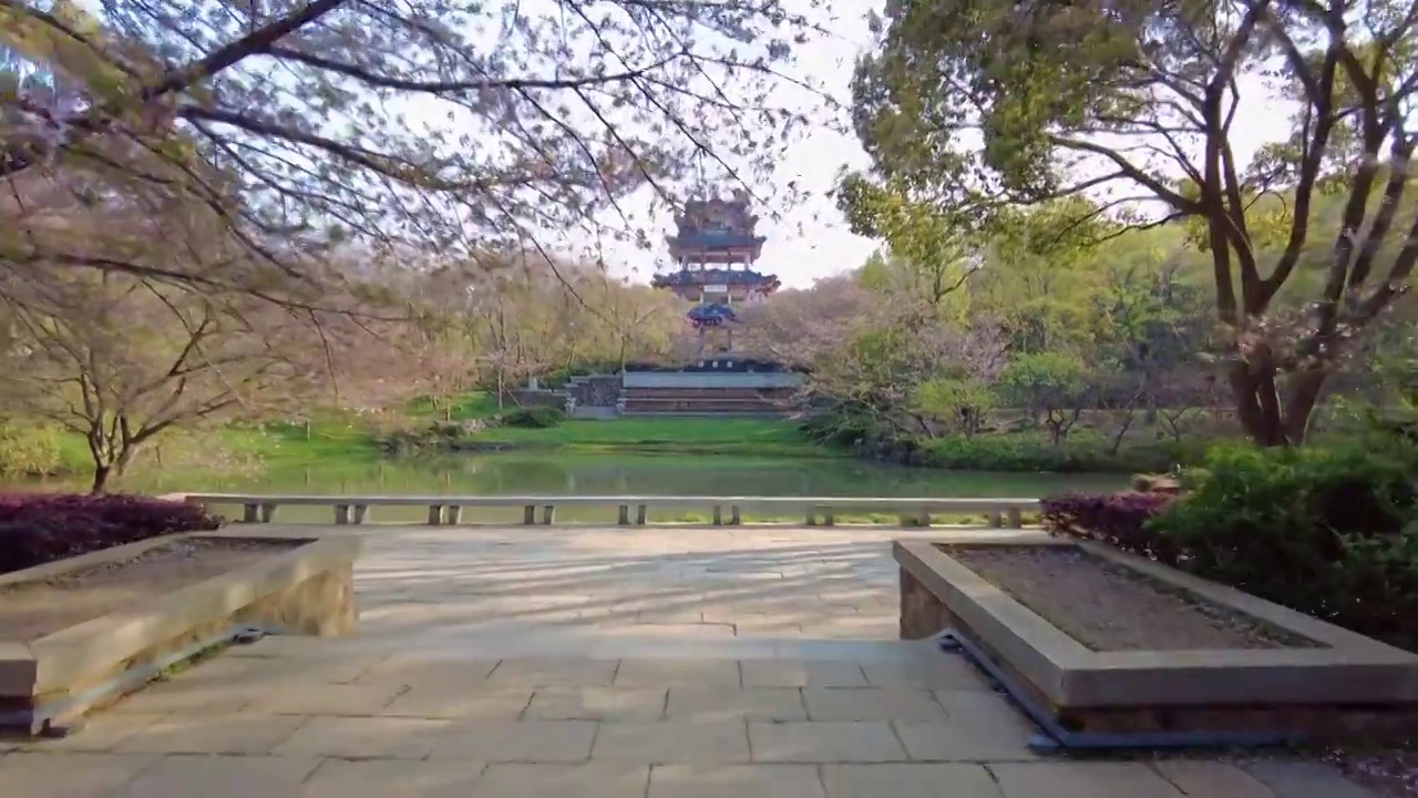 太湖鼋头渚风景区樱花谷视频素材