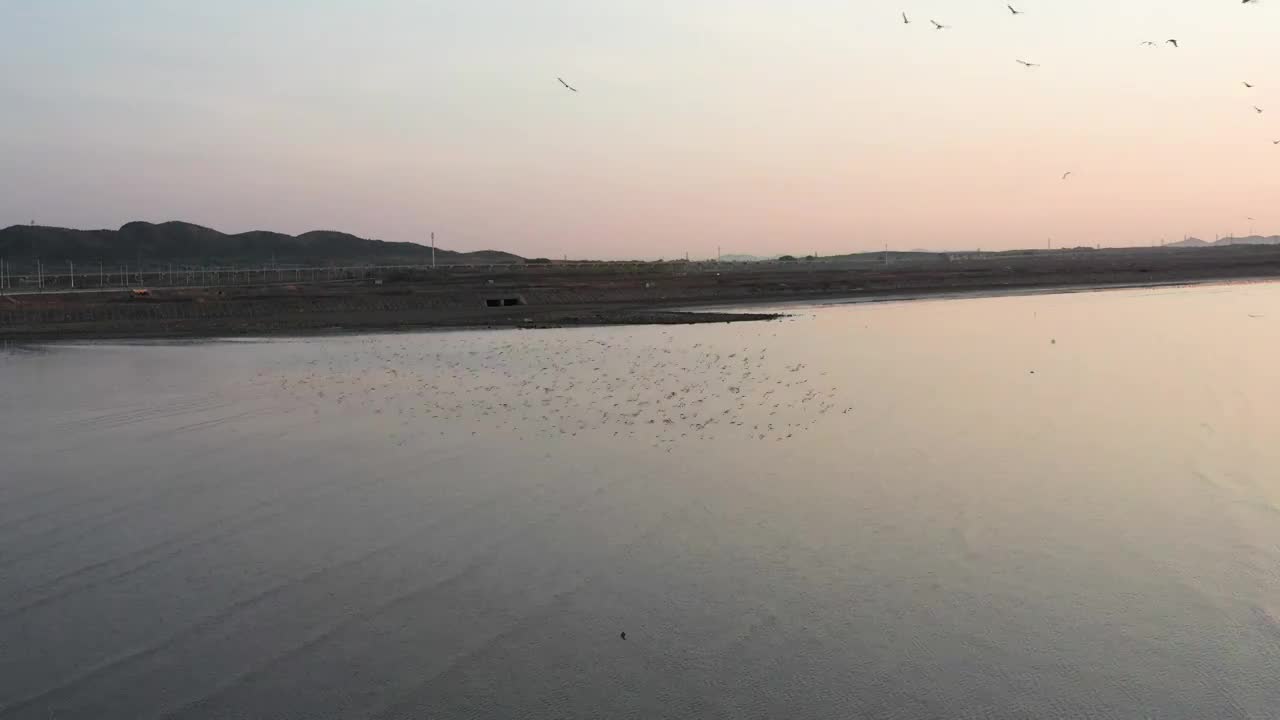 日出鸟浪视频素材