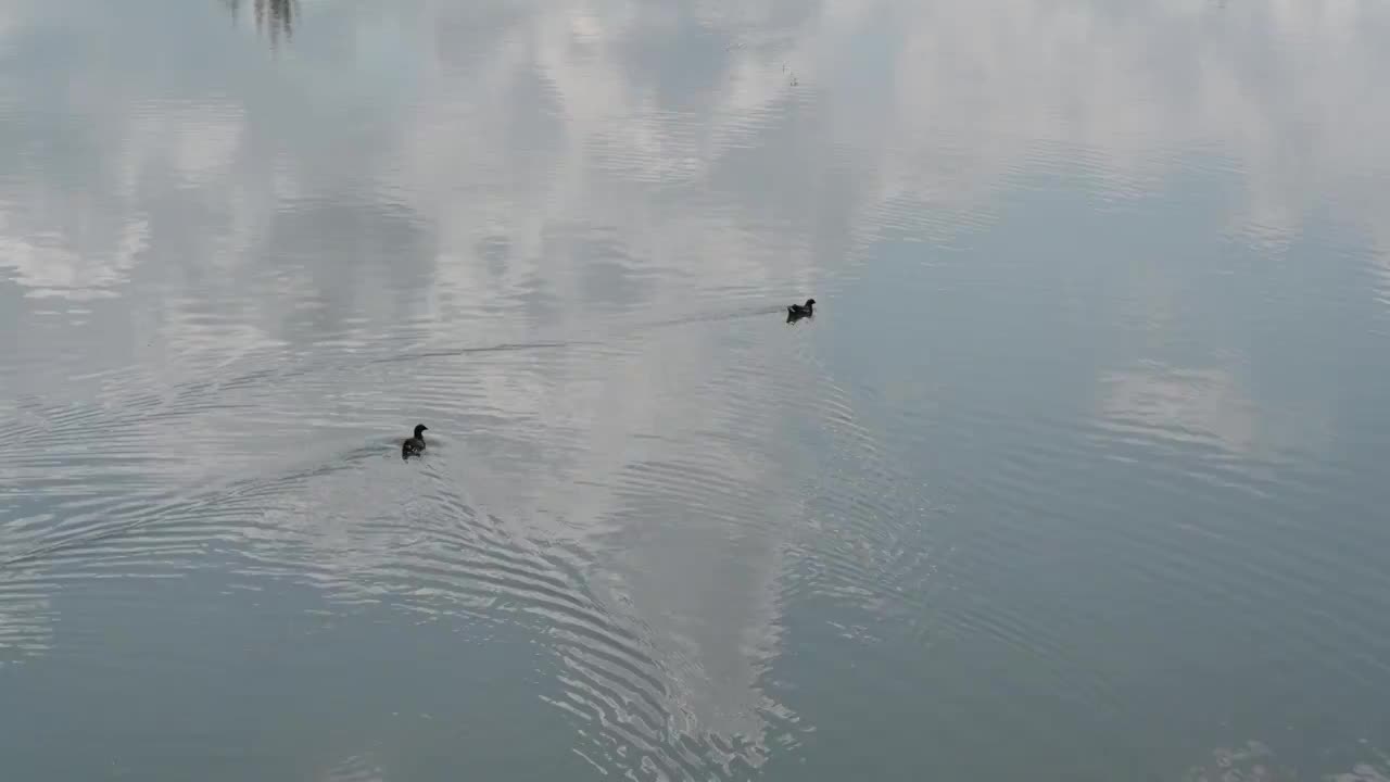 湖面上的水鸟视频素材