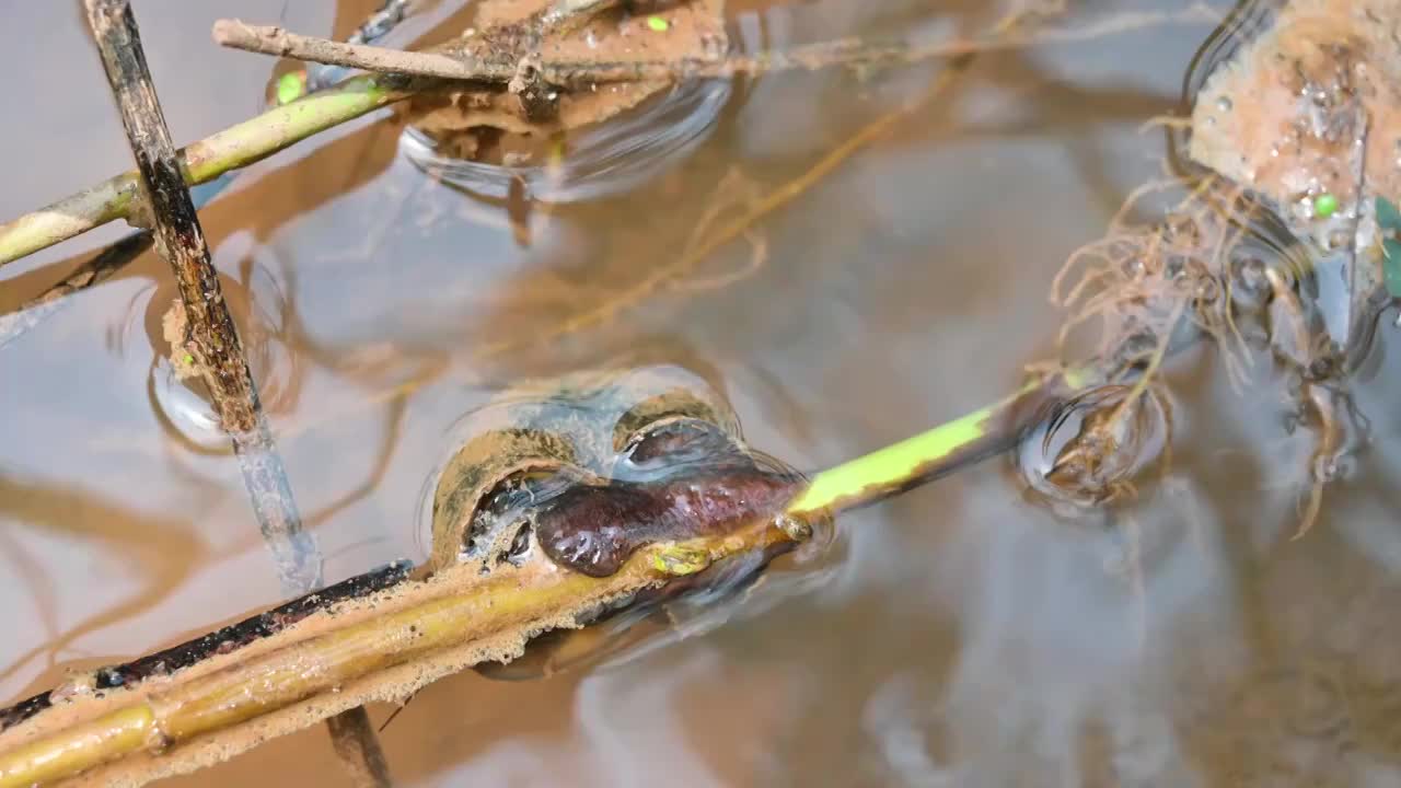 水中的螺蛳视频素材