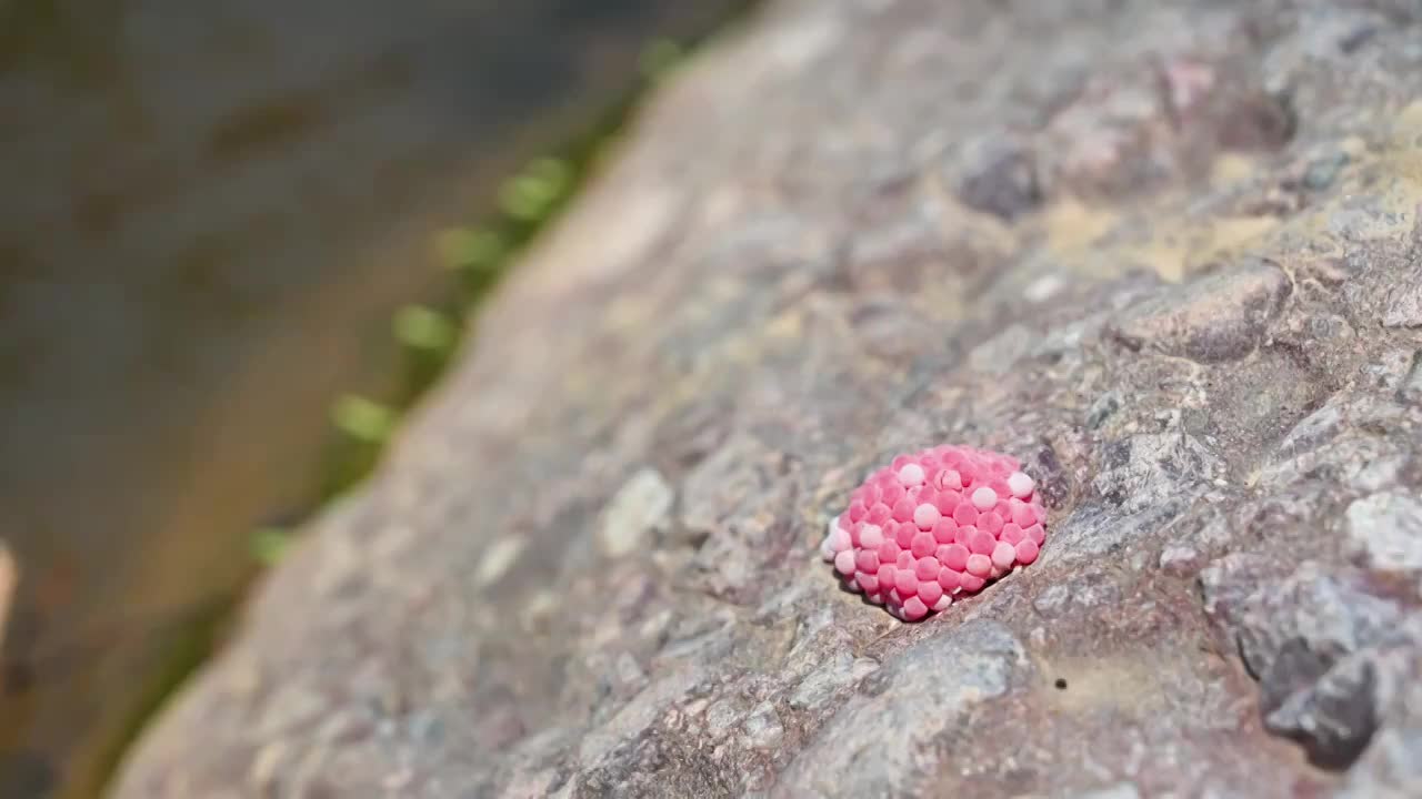 石头上的螺蛳卵视频素材