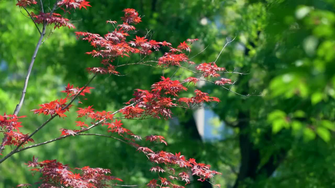 红叶树特写绿树背景视频素材