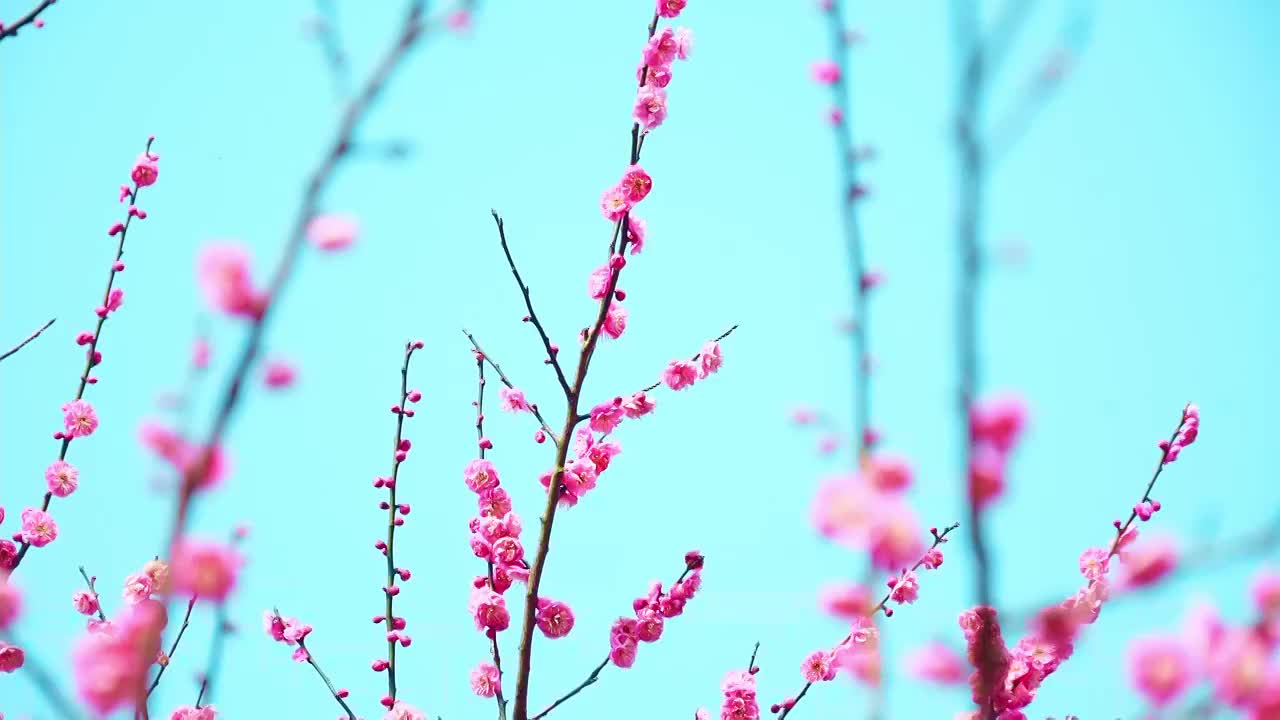 春季盛开的梅花视频素材