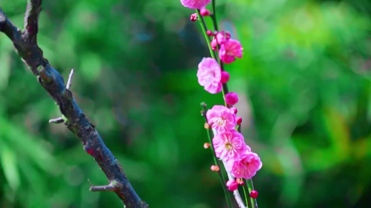 春季盛开的梅花视频素材