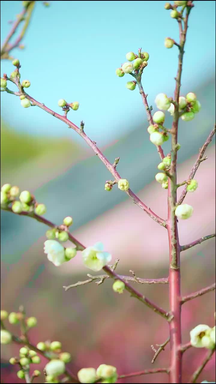 春季盛开的梅花视频素材