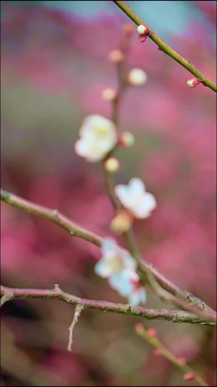 春季盛开的梅花视频素材