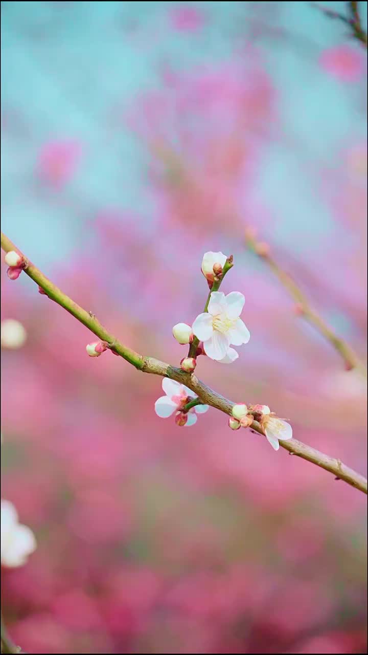 春季盛开的梅花视频素材