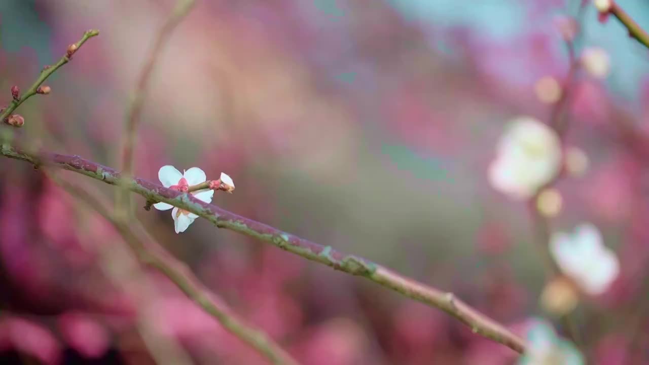 春季盛开的梅花视频素材