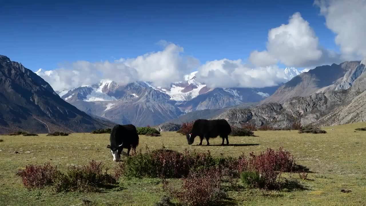 雪山下草地上悠闲吃草的牦牛 1视频下载