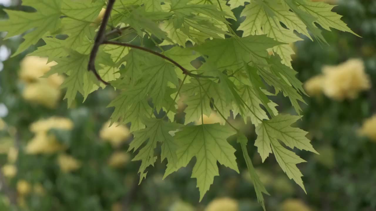 春天绿色枫叶视频下载