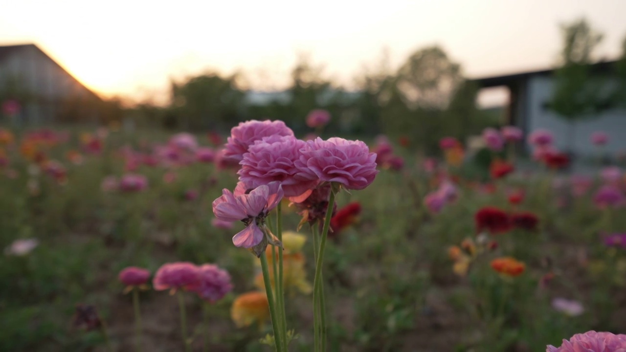 月季花视频素材