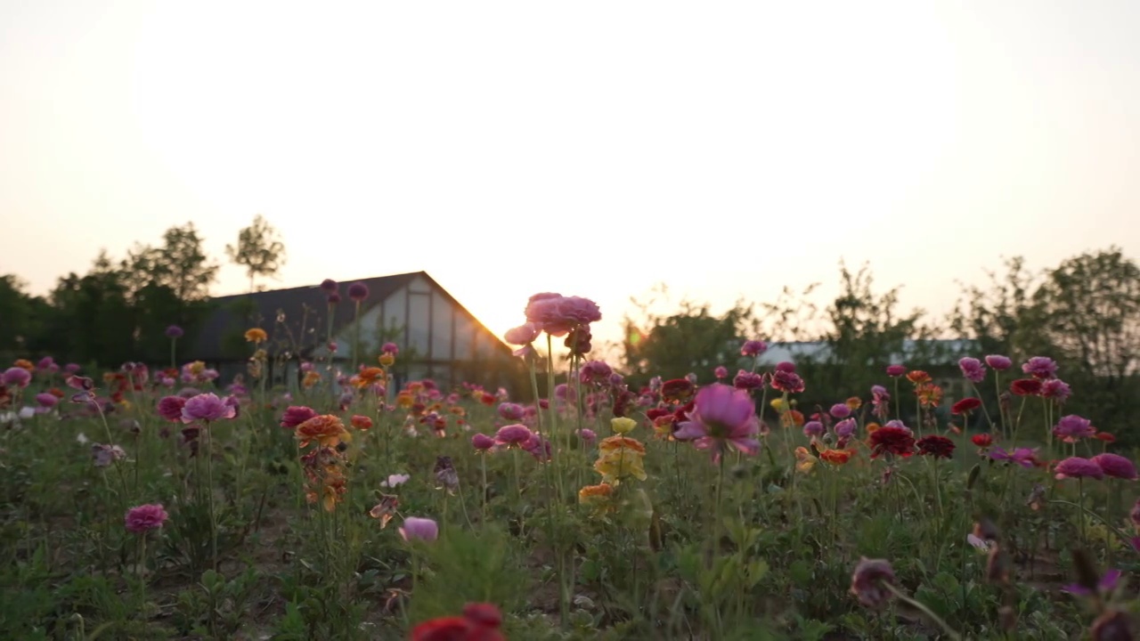 月季花视频素材