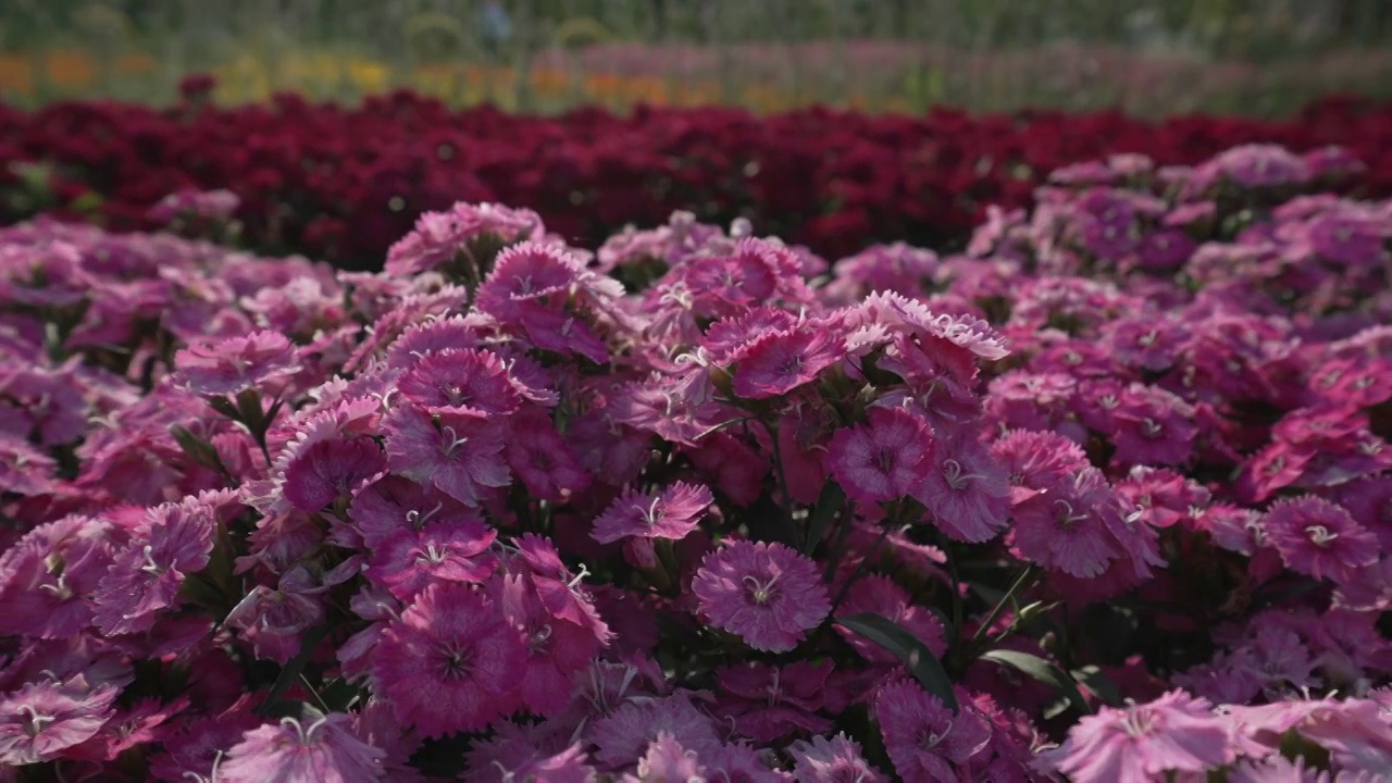 石竹花视频素材