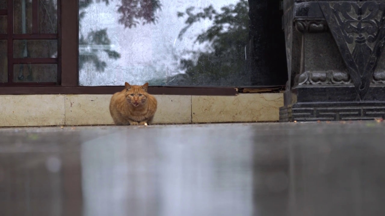 下雨天躲雨的猫咪视频素材