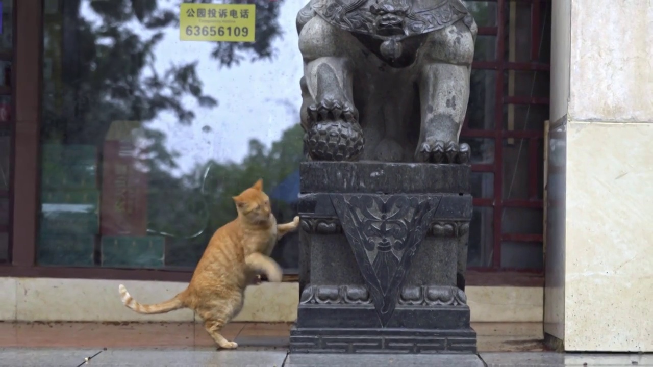 下雨天躲雨的猫咪视频素材