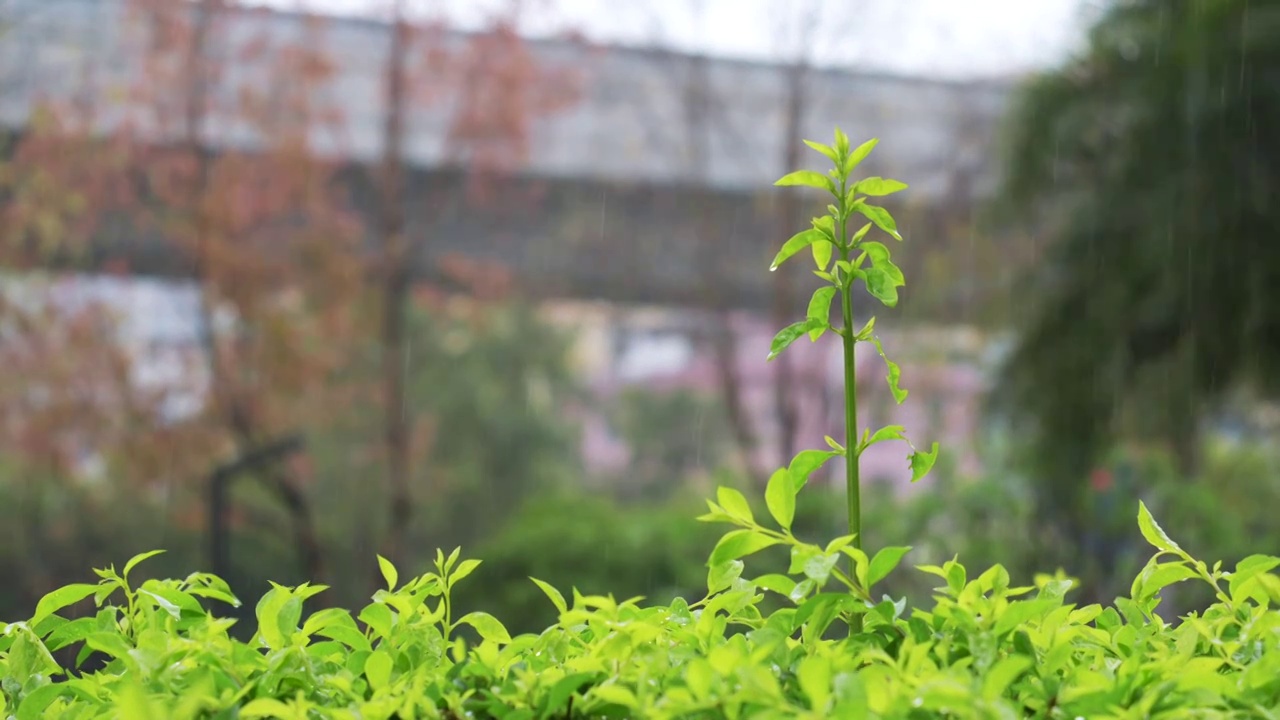 雨中长出新芽的草丛绿植视频素材画面1