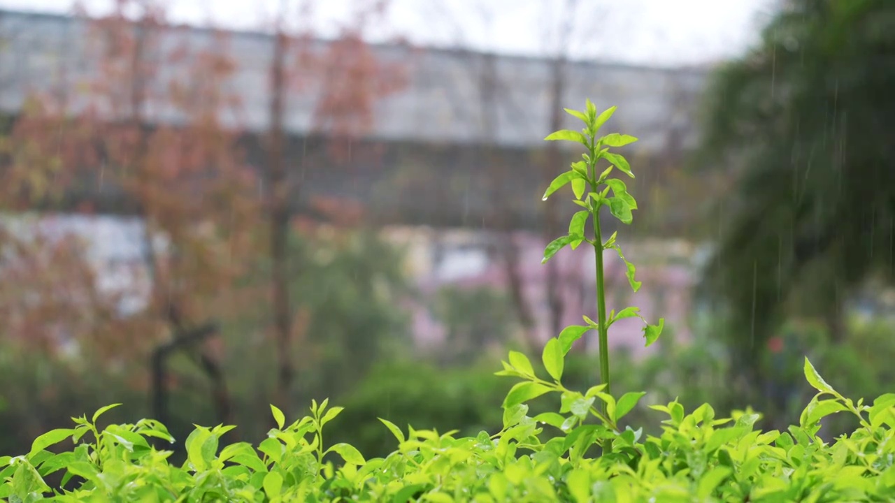 雨中长出新芽的草丛绿植视频素材画面2