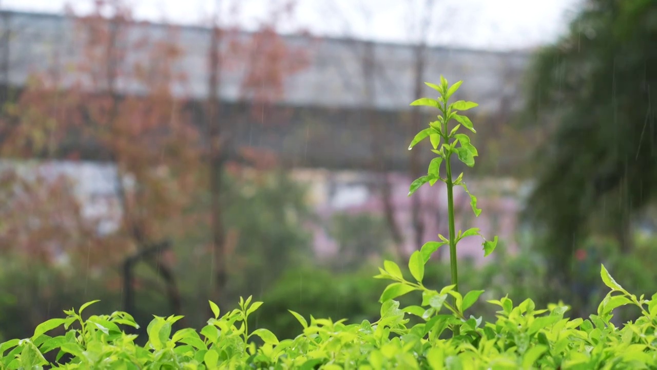 雨中长出新芽的草丛绿植视频素材画面4