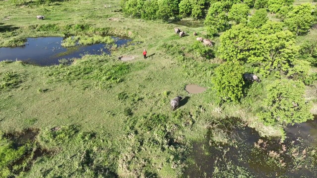 空中俯拍夏季阳光下树林边草地上放牧的牛群视频素材