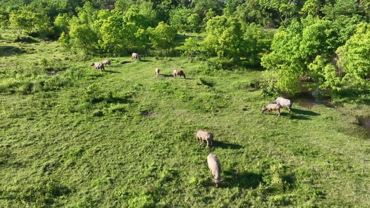 空中俯拍夏季阳光下树林边草地上放牧的牛群视频素材