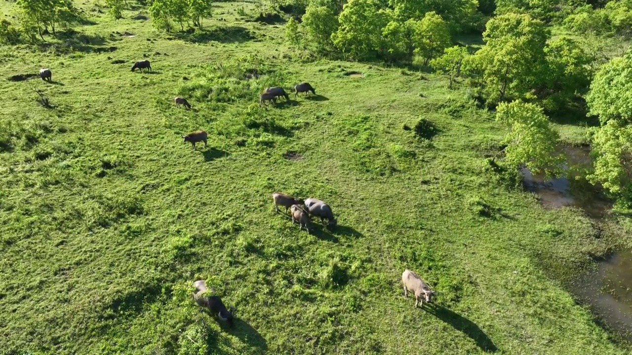 空中俯拍夏季阳光下树林边草地上放牧的牛群视频素材