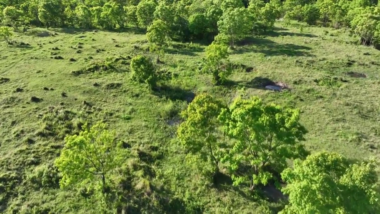 空中俯拍夏季阳光下树林边草地上放牧的牛群视频素材