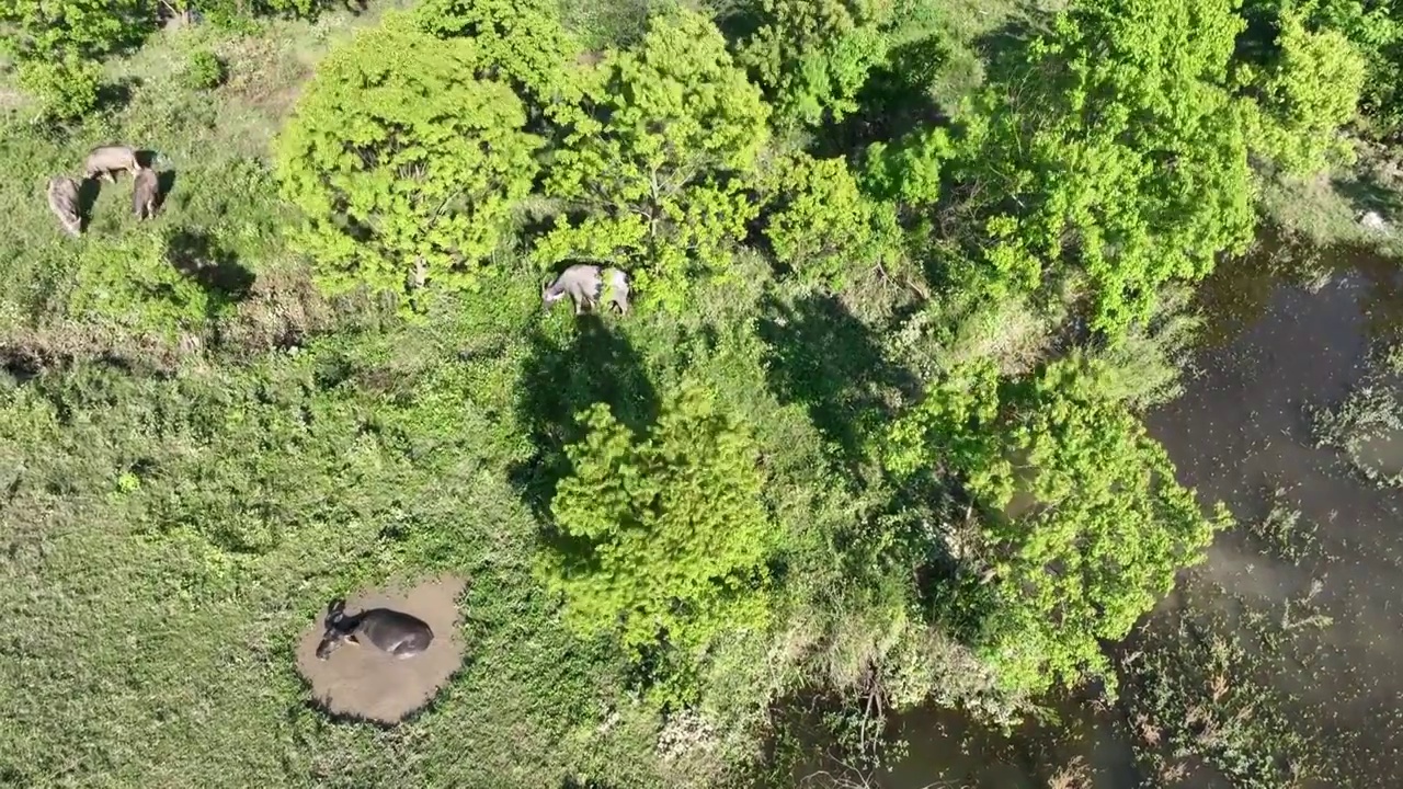 空中俯拍夏季阳光下树林边草地上放牧的牛群视频素材