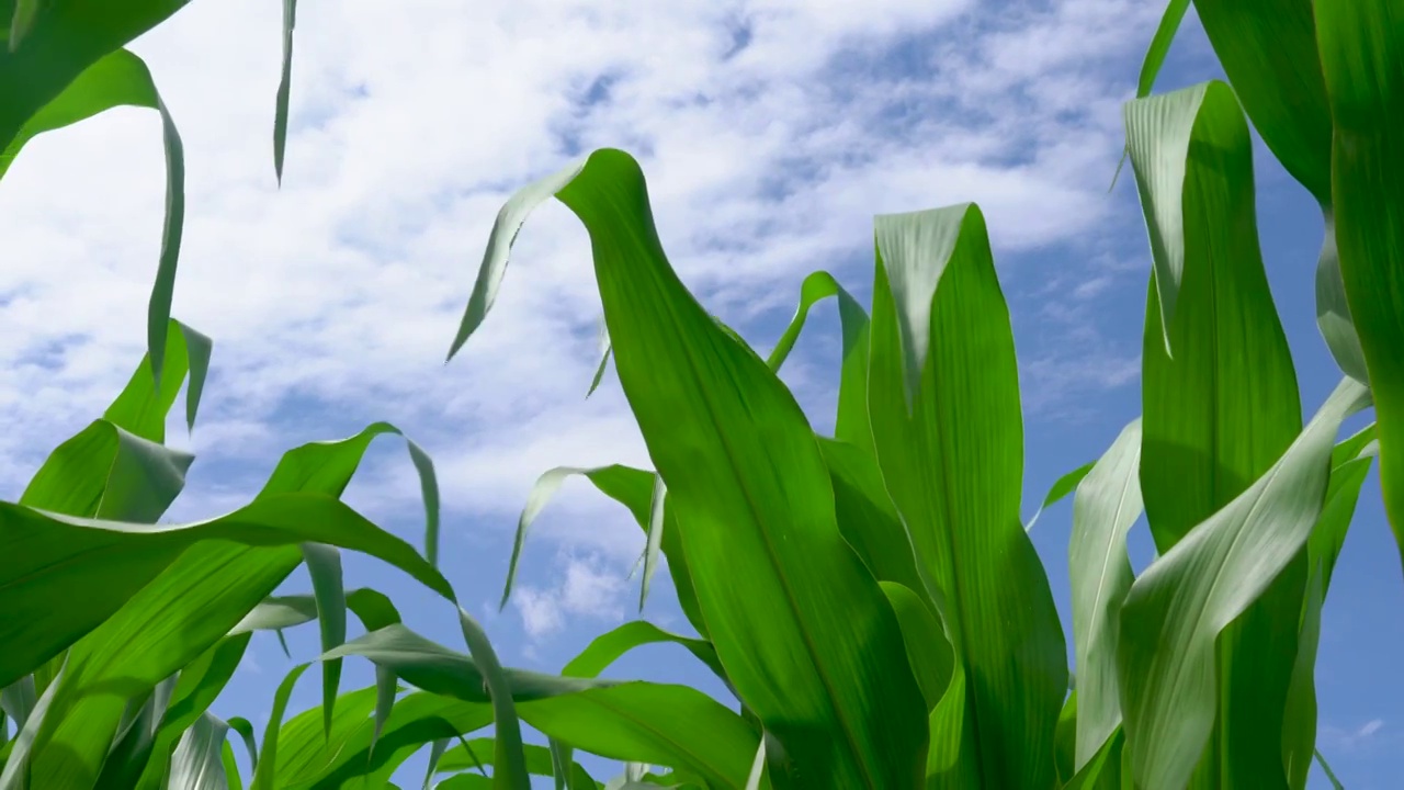 自然美,清新,特写,白昼,玉米,田地,农业，玉米叶视频素材