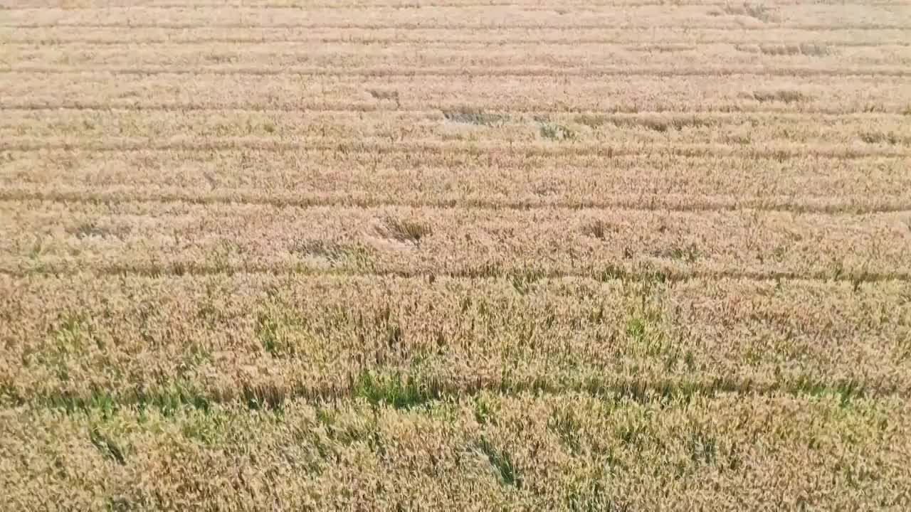 航拍金黄色的小麦水稻田视频素材