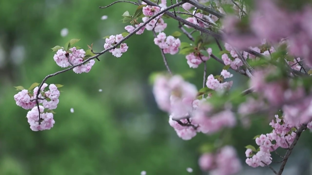 樱花雨视频素材