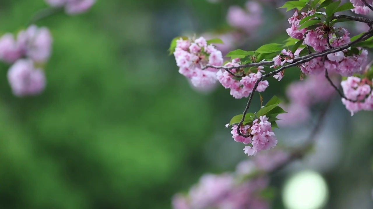 樱花雨视频素材