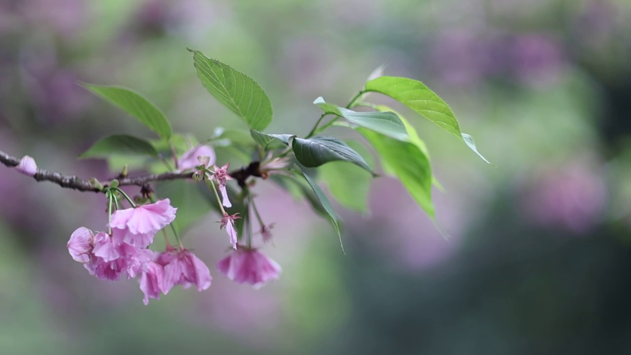 樱花雨视频素材