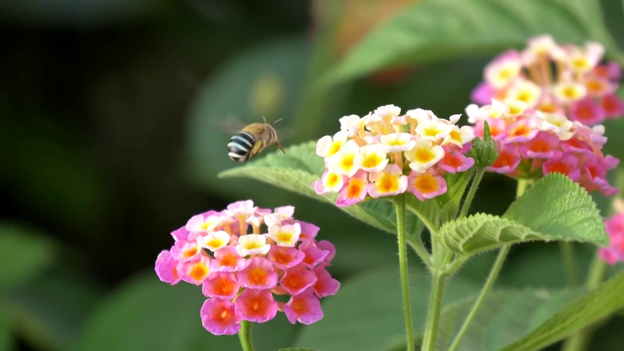 蜜蜂采蜜视频素材