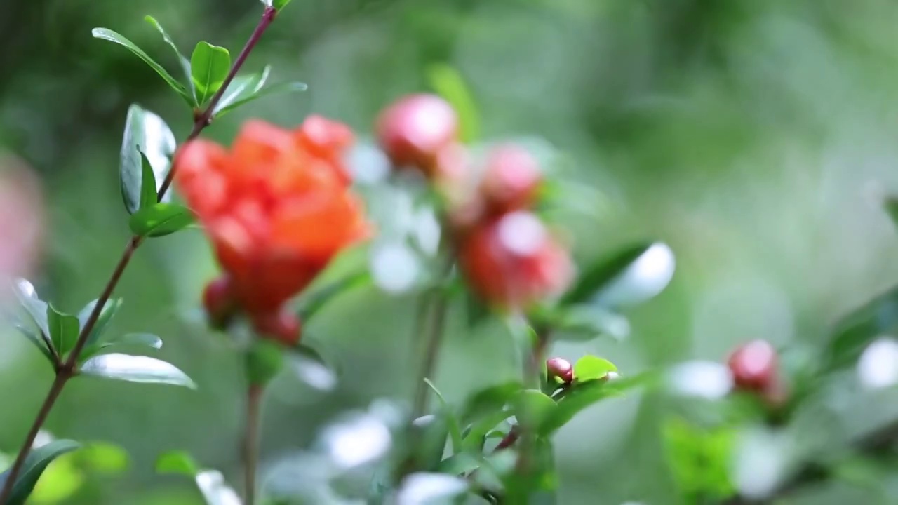 石榴花开视频素材